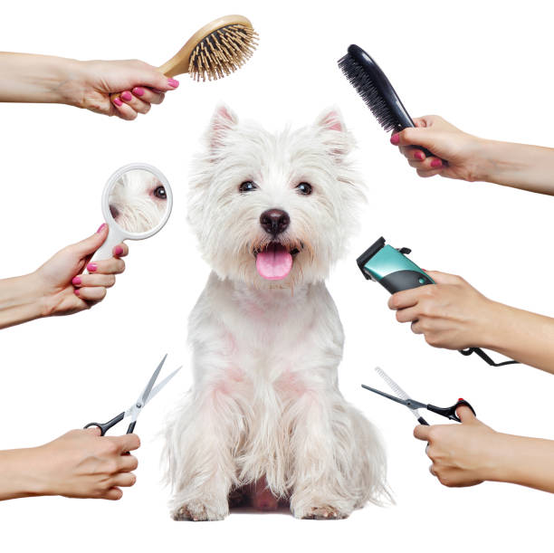 PET SUPPLIES